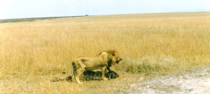 Lion, John Parker, Escape Route